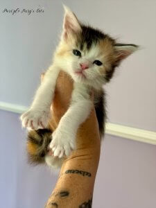 1 mois