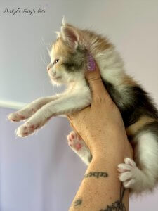 1 mois
