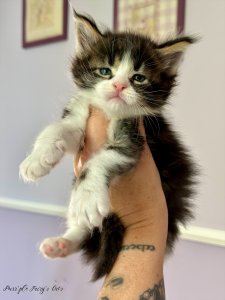 1 mois