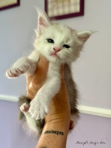 1 mois