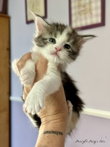 1 mois