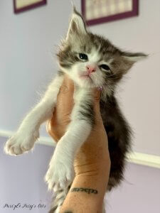 1 mois