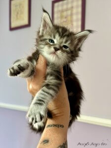 1 mois