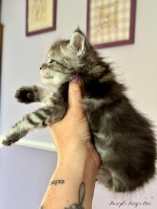 1 mois