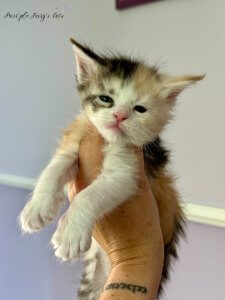 1 mois